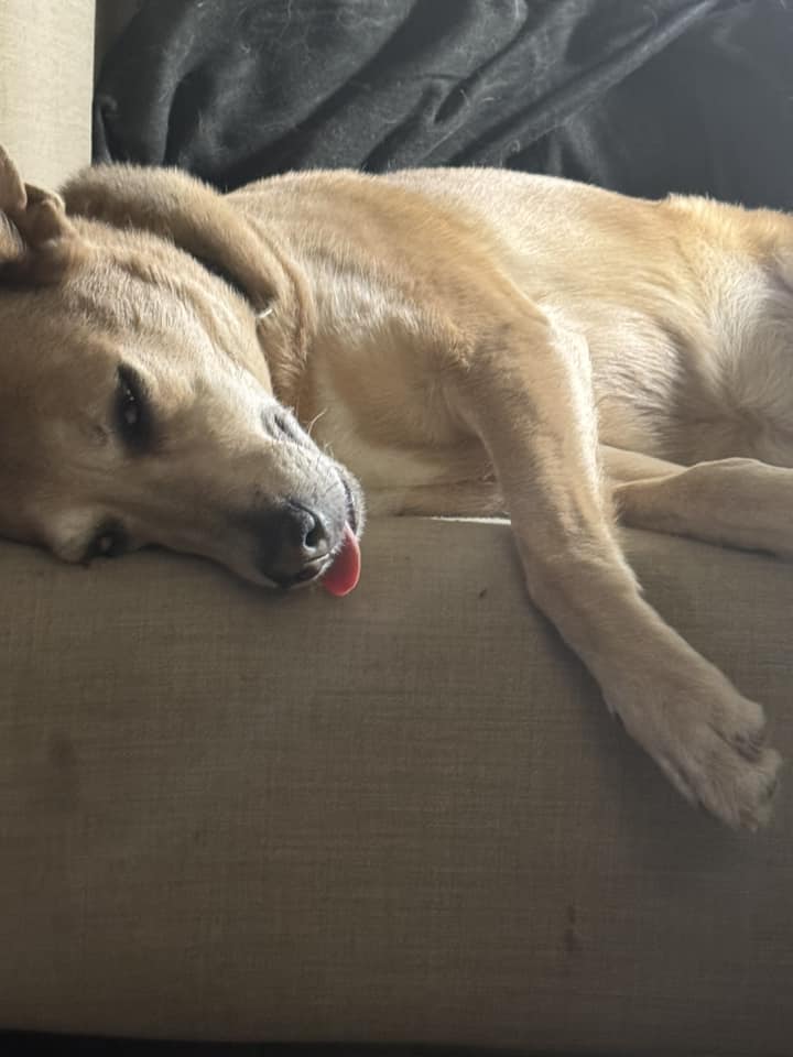 From the Streets of Romania to the Swiss Alps: The Remarkable Journey of Zara the Street Dog
