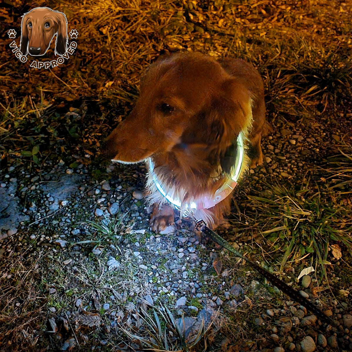 LED LightCollar - Leuchthalsband für Hunde