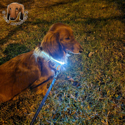 LED LightCollar - Leuchthalsband für Hunde